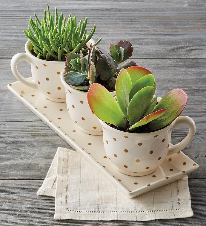 Tea Cups with Succulents 